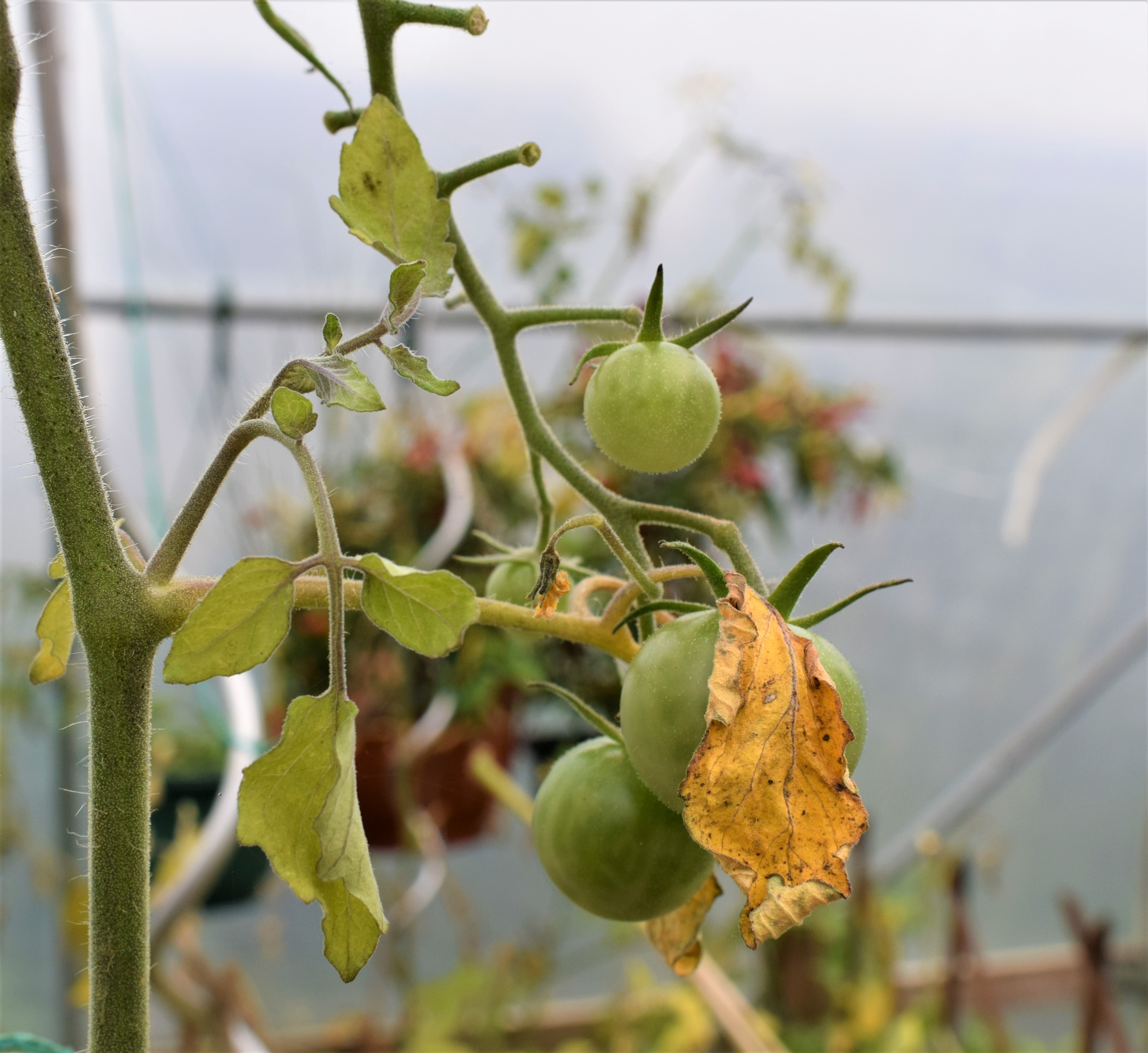 green tomatoes growing on the vine