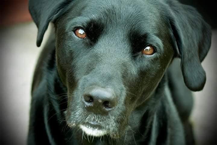 close up soulful photo of a black labrador