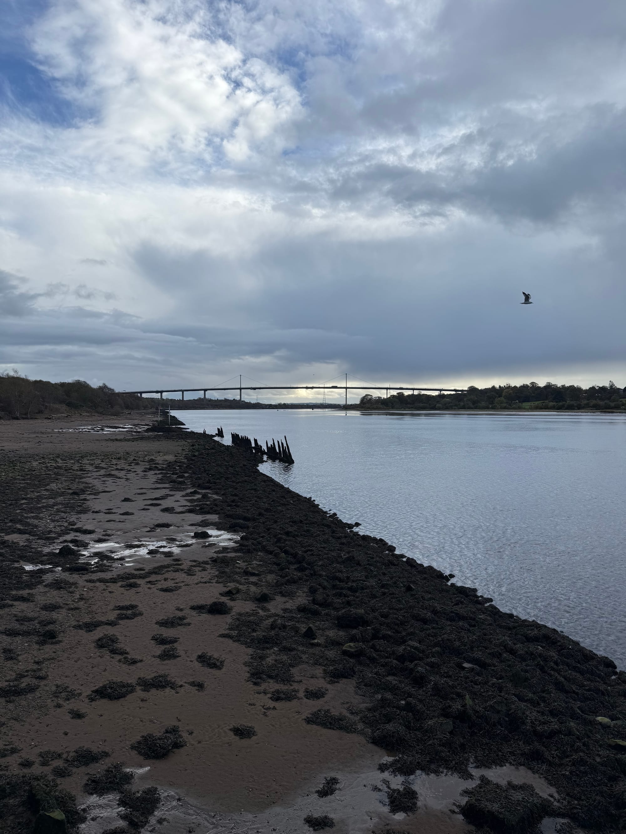 photo of the Erskine Bridge in the distance with a beach covered in seaweed in the fore of image