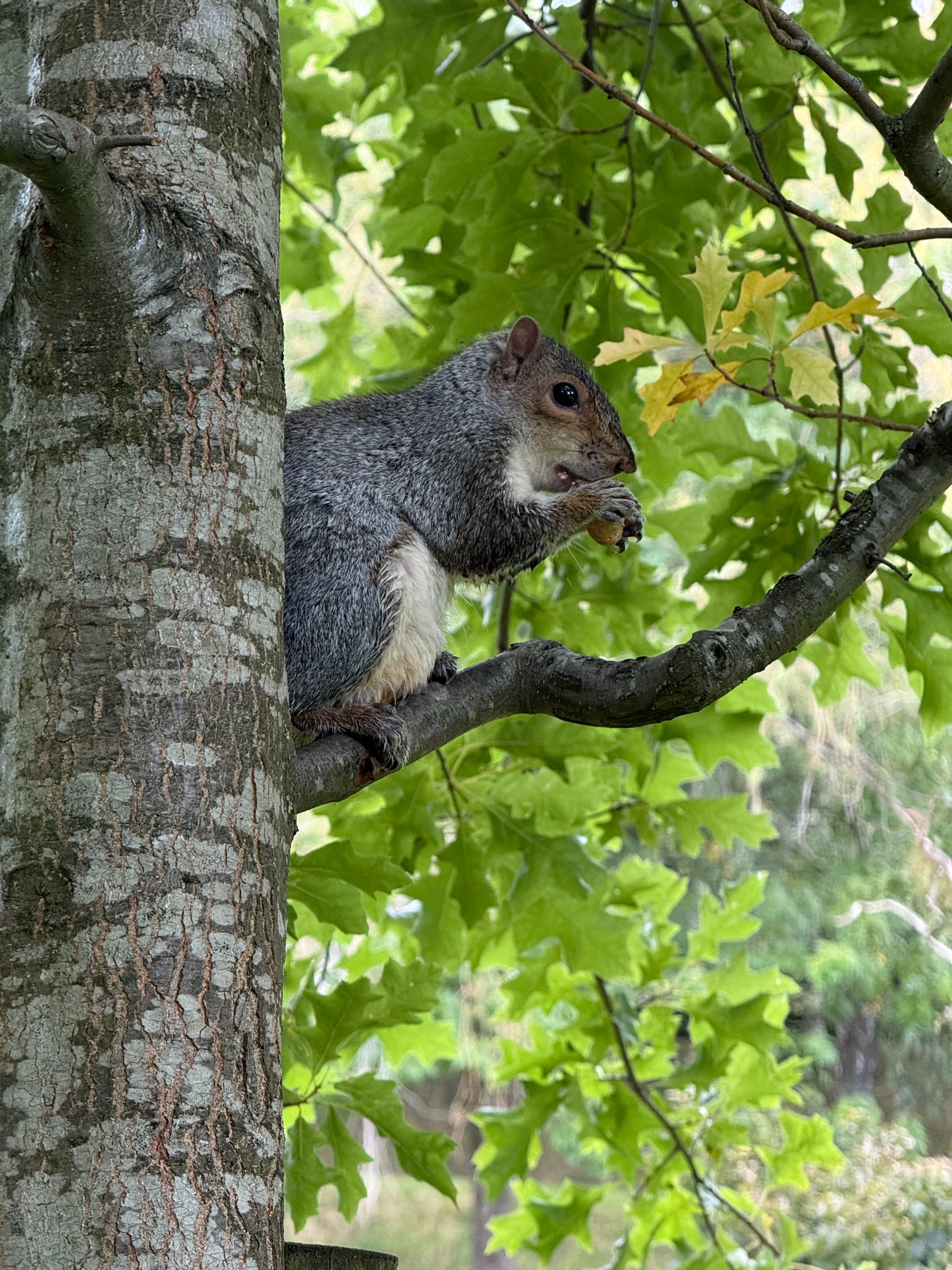 close up of a grey squirrel sitting on a branch eating an acorn nut