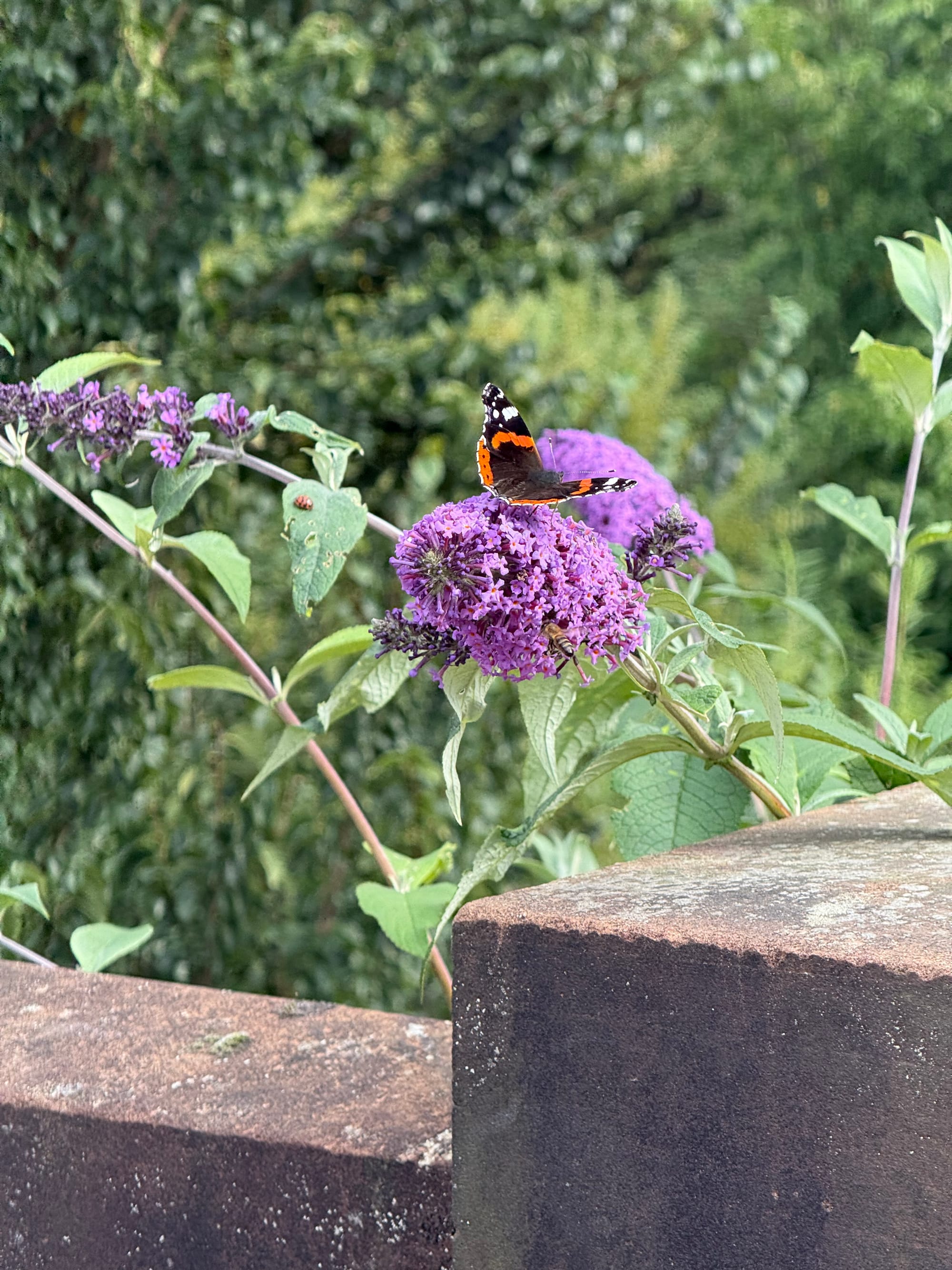 Close up of a black and orange butterfly on a purple flower
