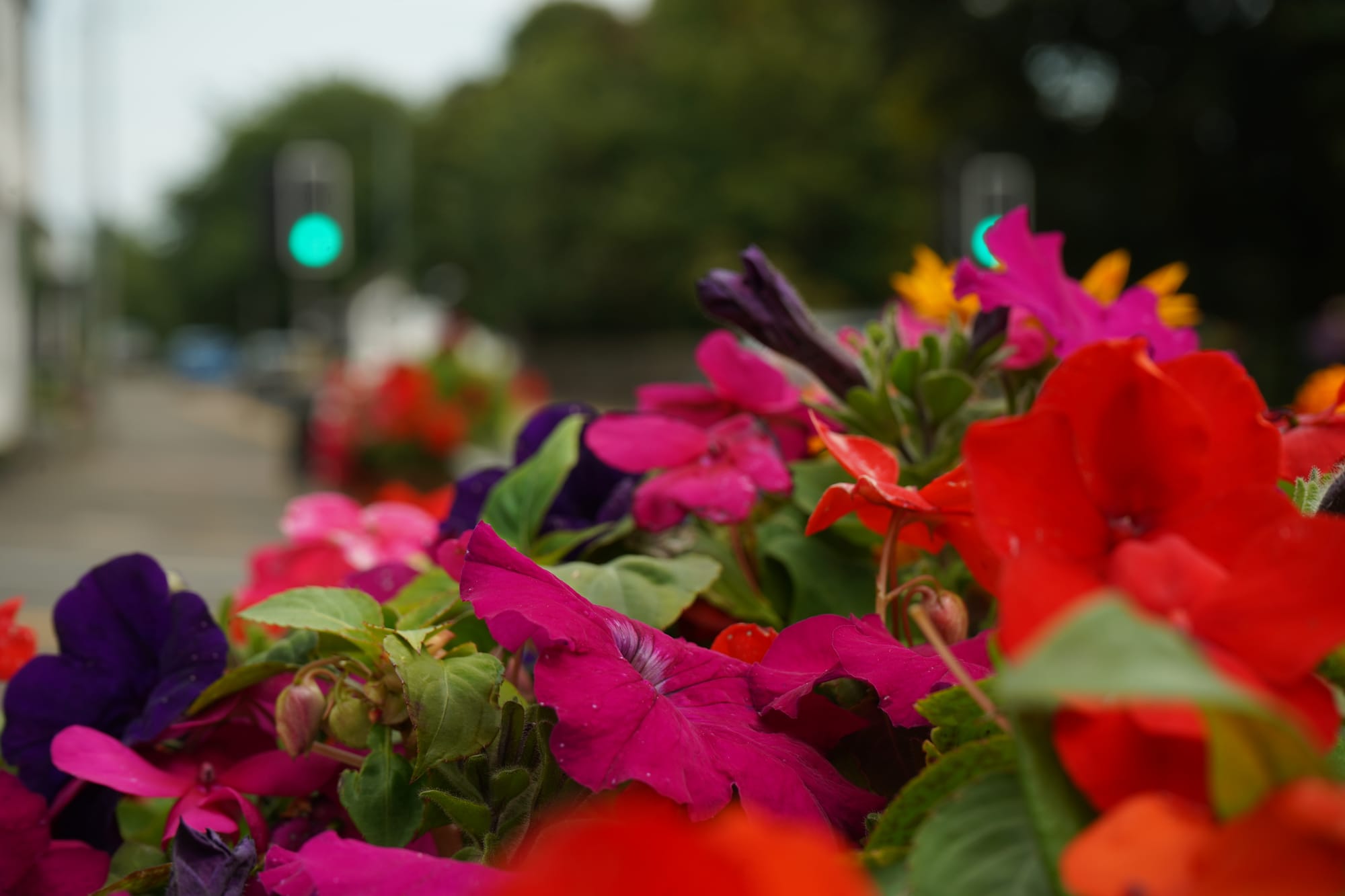 Close up of brightly coloured flowers - pinks, reds and purples with Duntocher in the background