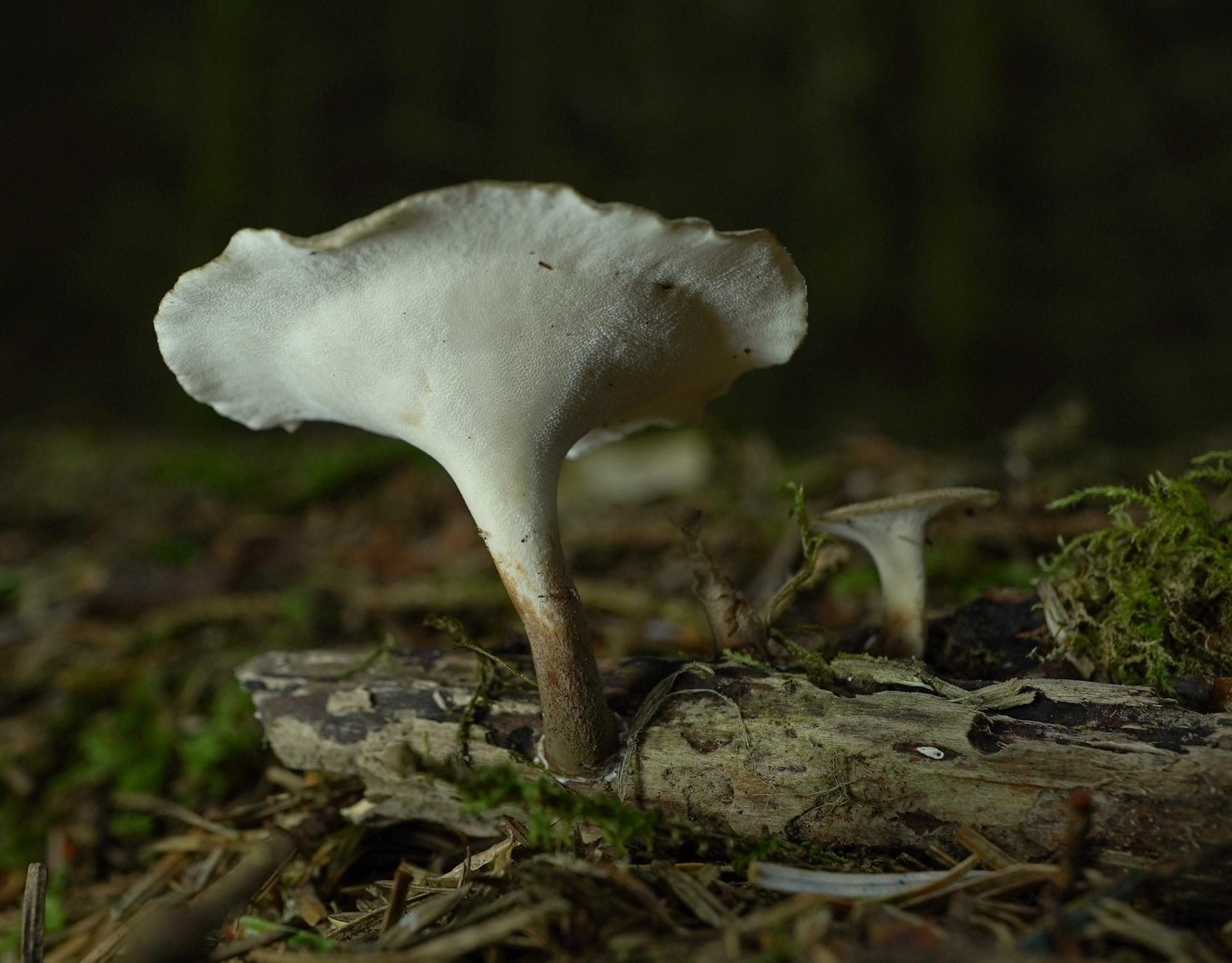 close up of a white in colour black footed polypore, which looks to be growing from a tree branch on the ground