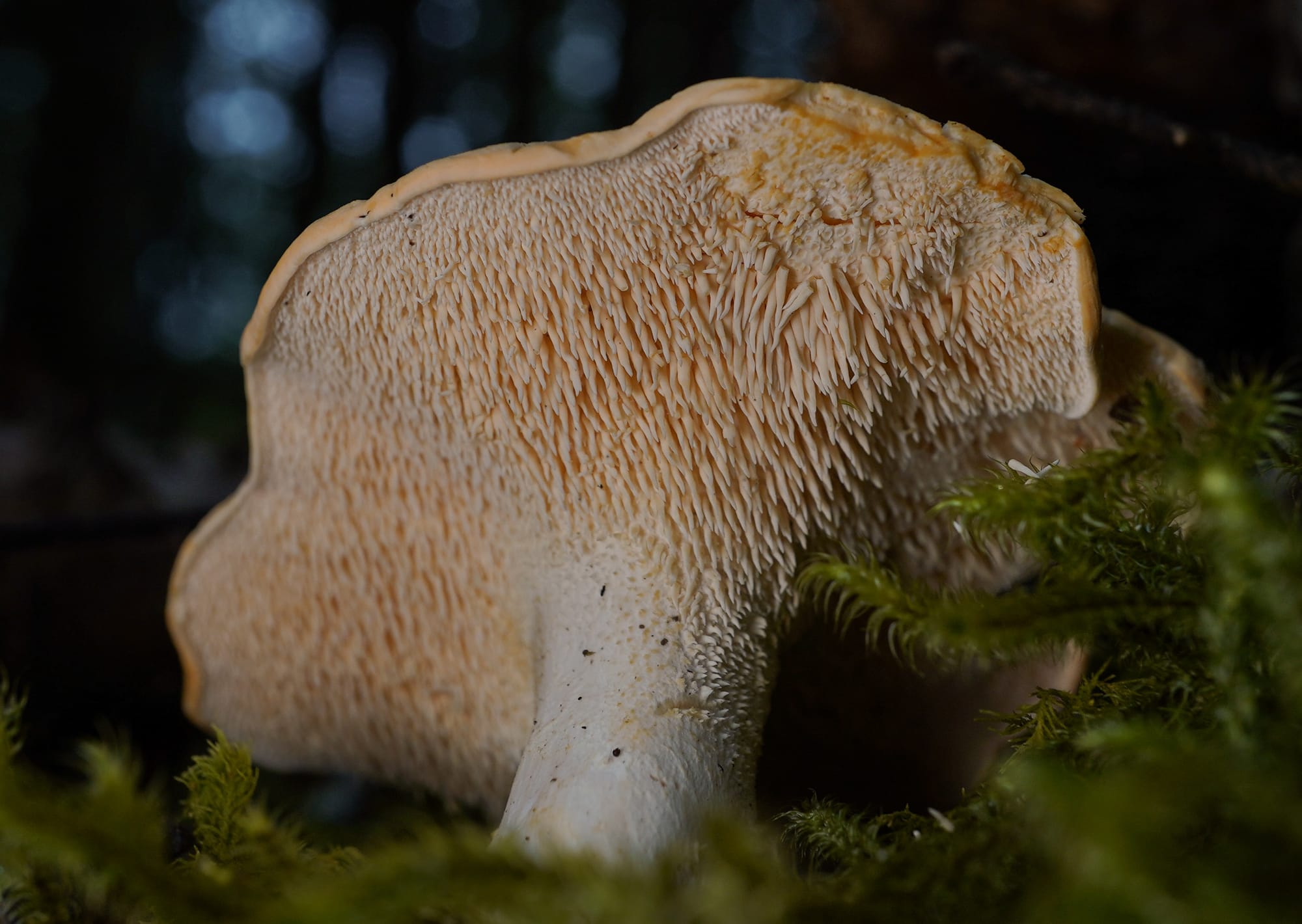 close up of the underside of a pale peach coloured Hedgehog mushroom in amongst green ferns