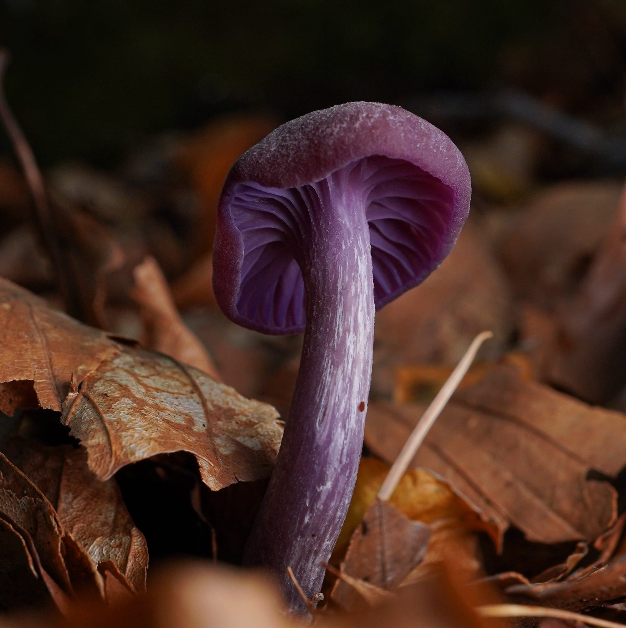 close of an amethyst deceiver mushroom which is purple in colour, sprouting from among brown leaves