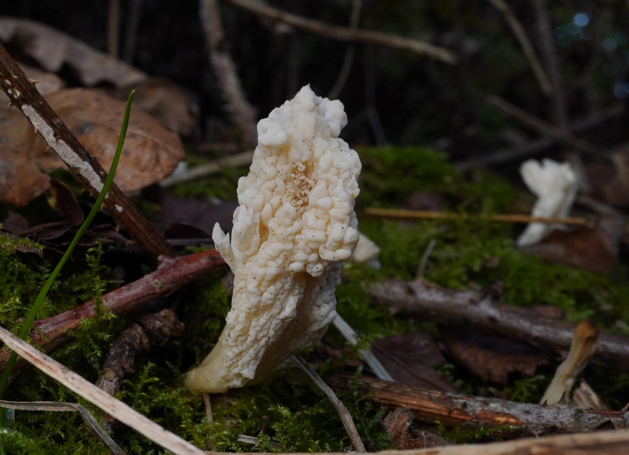close up of a white in colour Wrinkled Club mushroom amongst moss and twigs on the ground