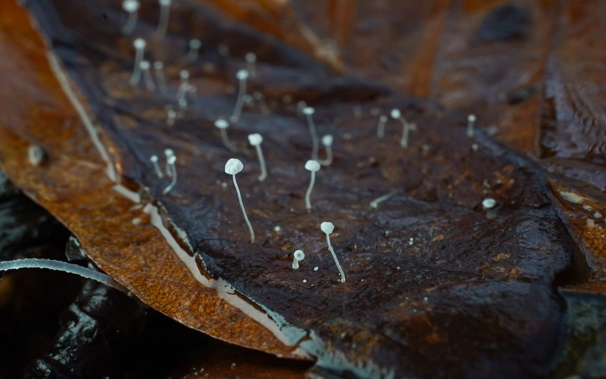 close up photo of microscopic mushrooms growing on a leaf