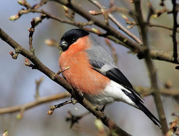 Nature In Crisis, How Can We Help?