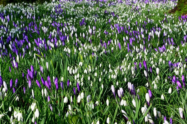 The First Sign of Spring