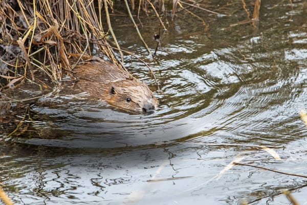 Beavers Return