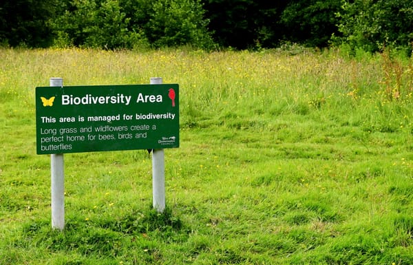 Where Are All the Butterflies?