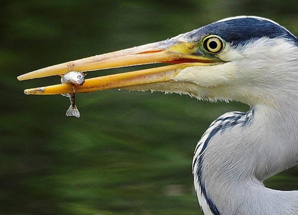 Walk This Way - Walking With Nature