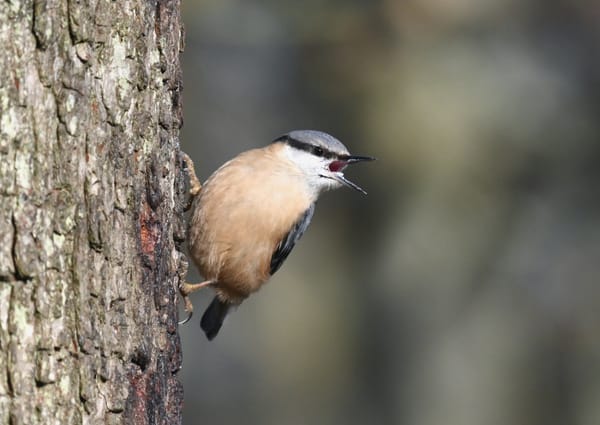 Walk This Way: The Nuthatch - A Sight to Behold