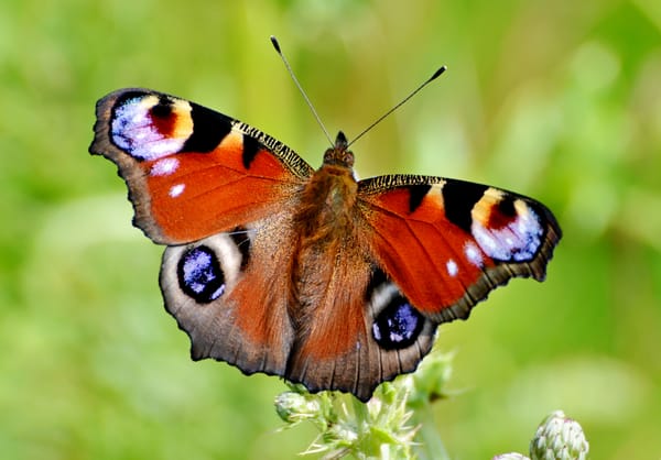 WALK THIS WAY - Butterflies & Moths Need Your Help