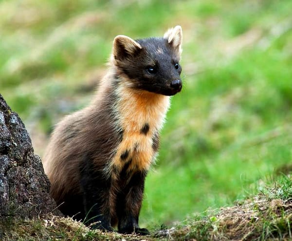 The Rare Pine Marten in Balloch Castle Country Park