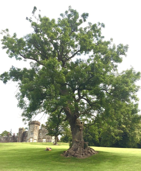 Stories of our Native Trees