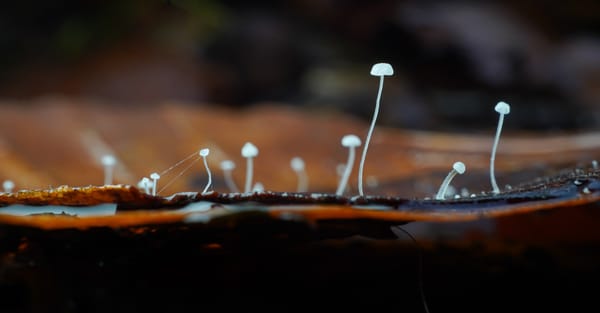 Mushroom Spotting
